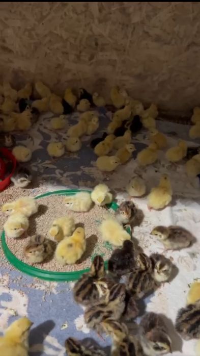 Бодене Перепелка суточная