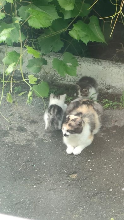 Котята очень красивые!