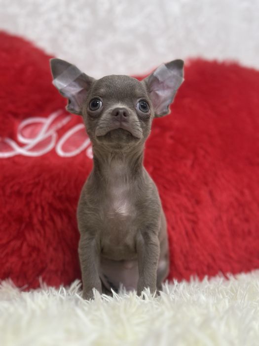 Красивый лиловый чихуахуа