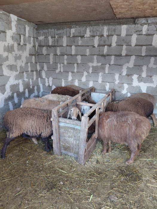 Токтылар сатылады