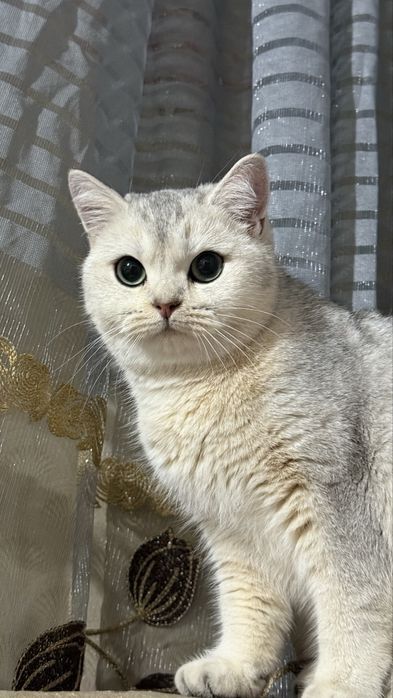 Britanskaya shinshila