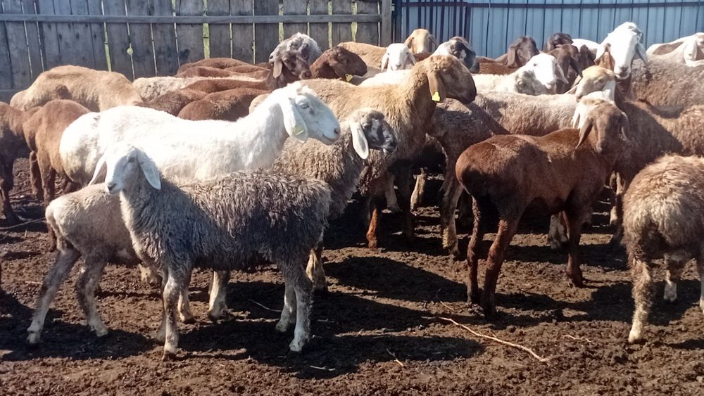 Продам курдючных кошкарчиков