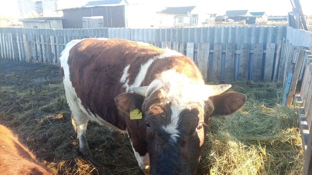 Продам быков. Без торга.