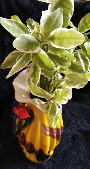 Комнатные цветы,педилантус, сансевьера