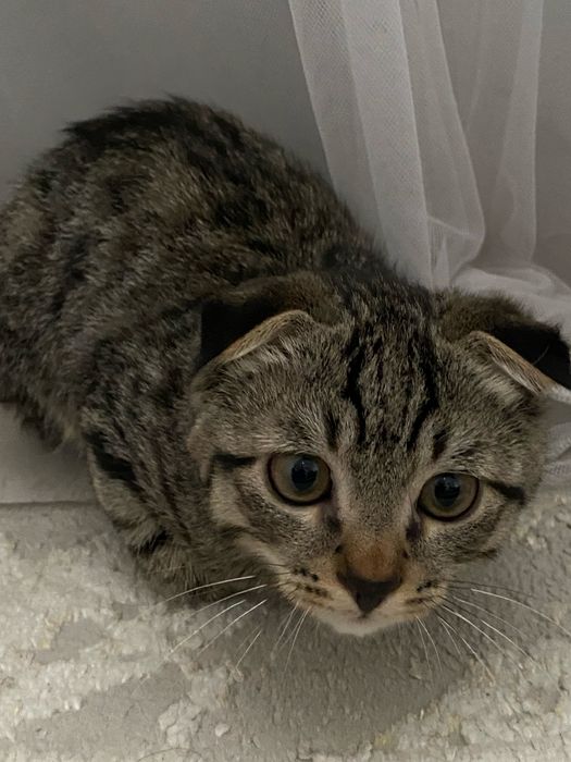 Котенок пародисттый