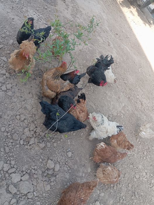 Тауықтар мен қораздар сатылады