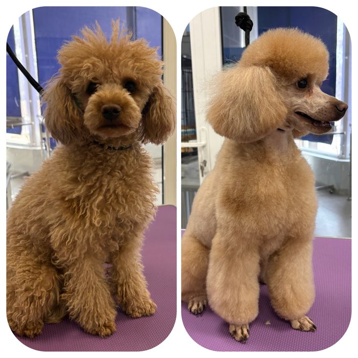 Профессиональная Стрижка (Груминг) собак и кошек