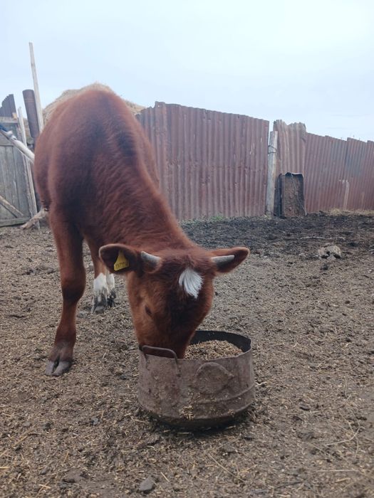Продам Телята ,1годик