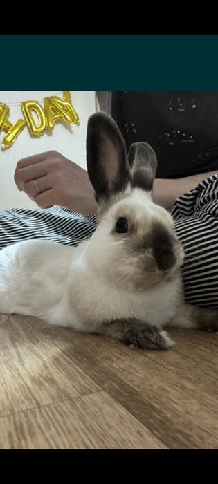 Кролик  без клетки