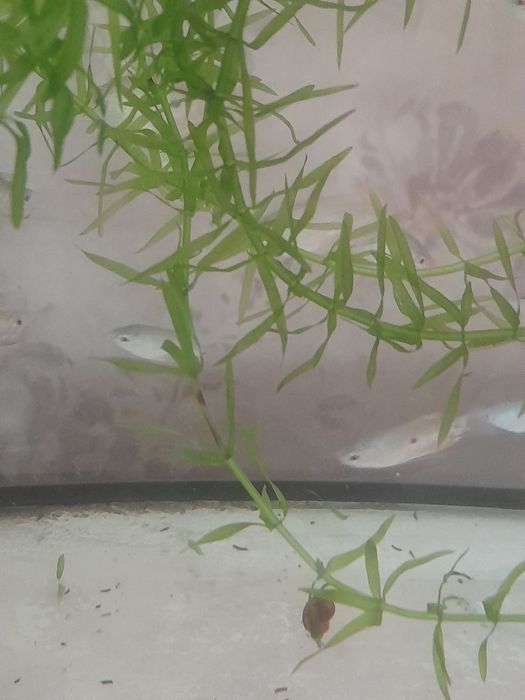 Аквариумные рыбки