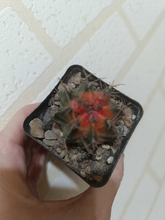 Продам красивые кактусы.