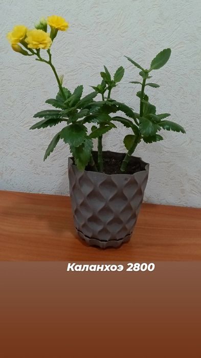 Цветы доставка до города