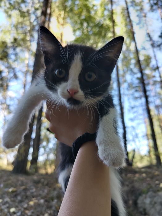 отдам трое котят даром