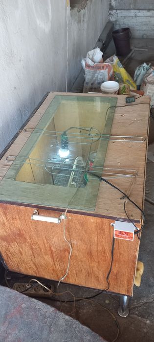 Индюшата Гусята Утята Продам срочно