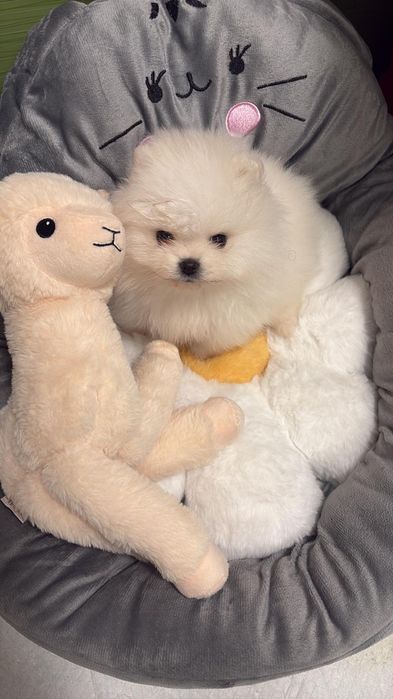 Pomeranian talie mica