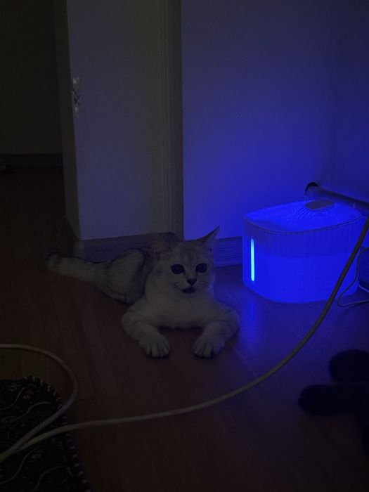 Шотландская прямоухая