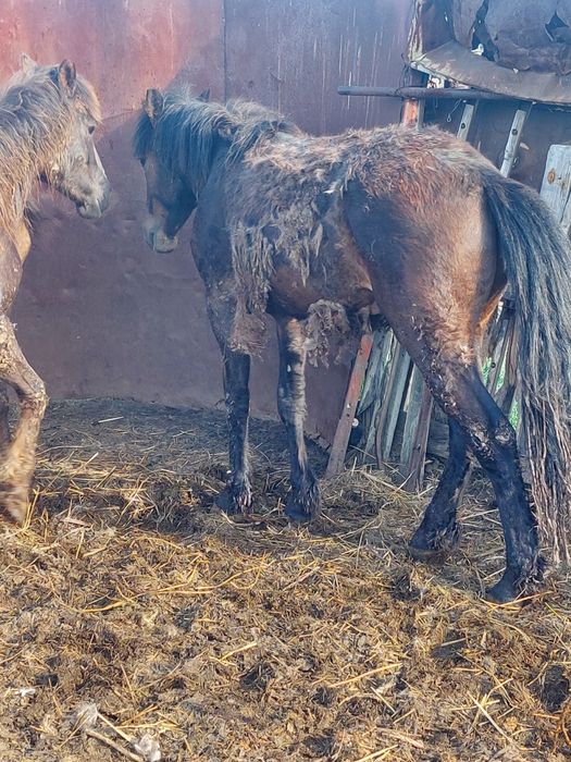 2 жасар тайлар сатылады откорм