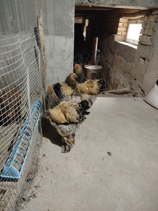 Brama Paliviy-pux 4 dona jojalari