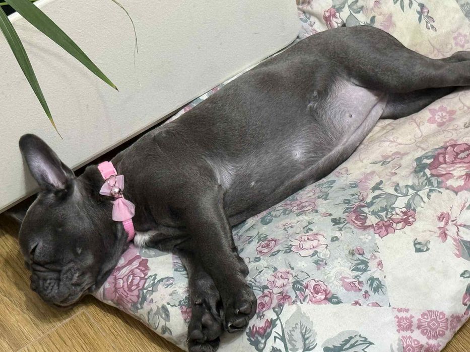 Френски булдог blue