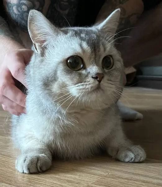 koshka (mushuk)shinshila