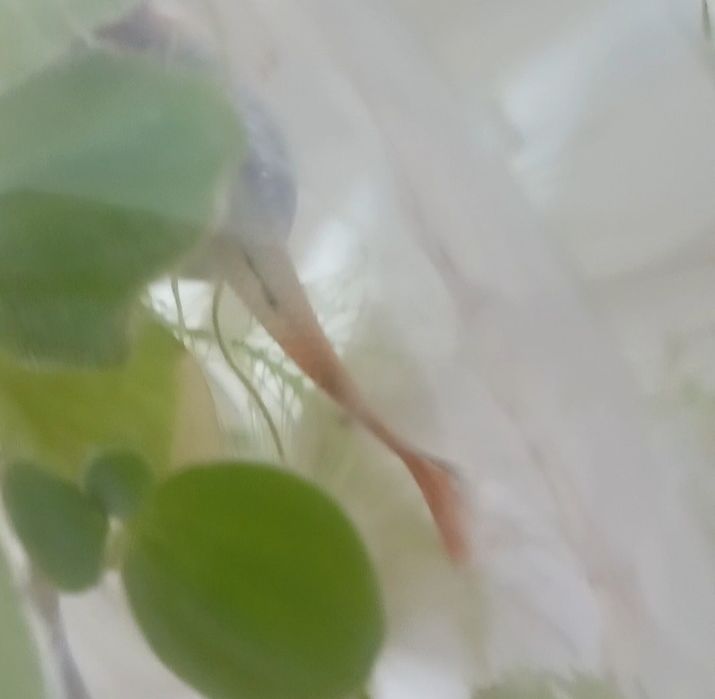 Vând guppy adulți și tineret și puiet