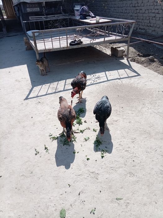 Dakan tuxumlari sotildi