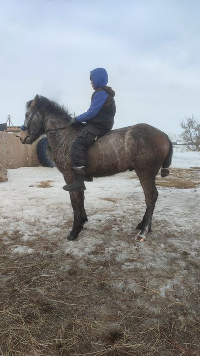 Кунан сатылады минги