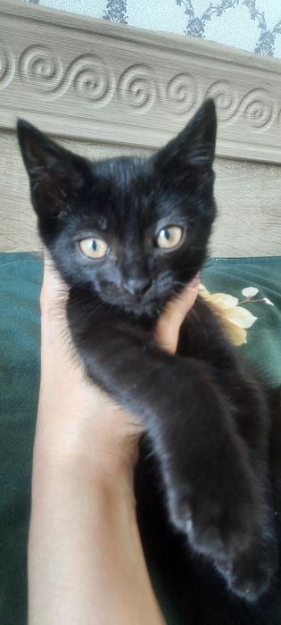 Котёнок мальчик даром