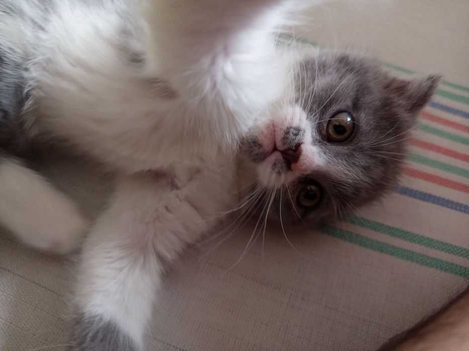 Продаётся котята