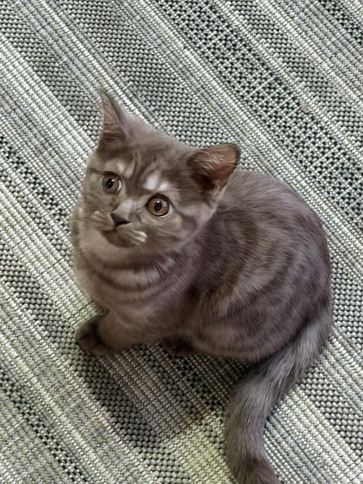 Британская девочка