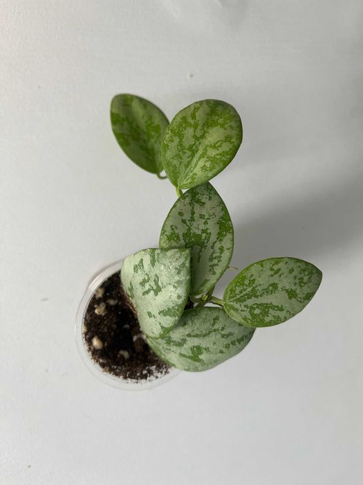 Хойи,  разные сорта