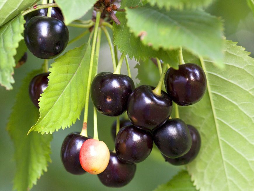 Pomi fructiferi: Cireș amar 10 soiuri  deosebite