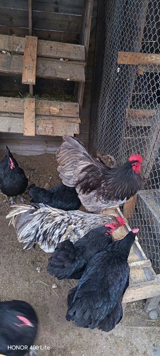 Ouă de australorp