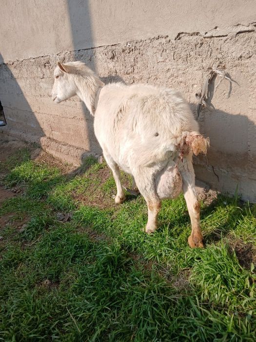 заненский  саунды ешкі сатылады