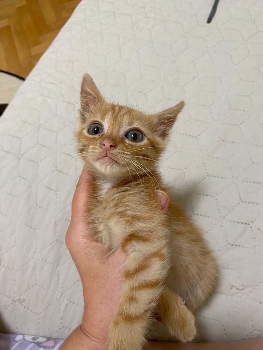 Подарявам мъжко коте
