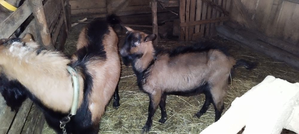 Țapi Alpina franceza