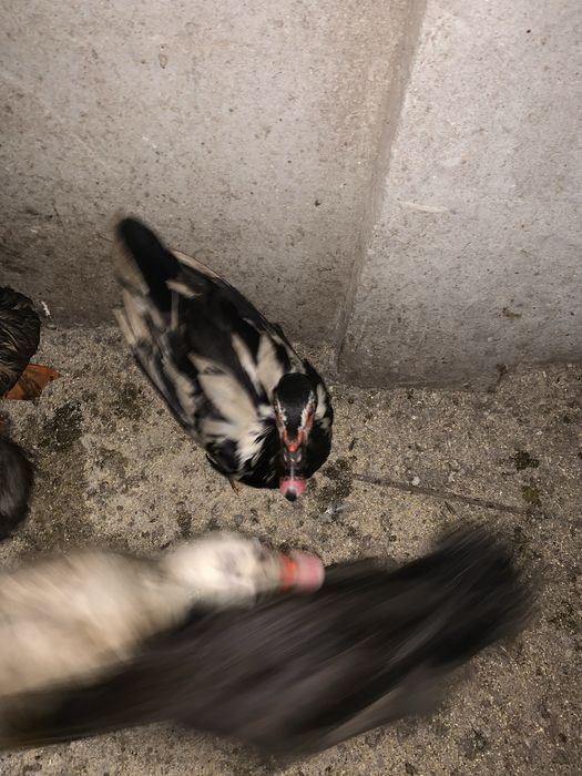 Vând rătoi leșești ‼️