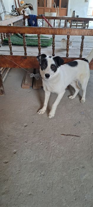 Еркак зоди лагаби роки