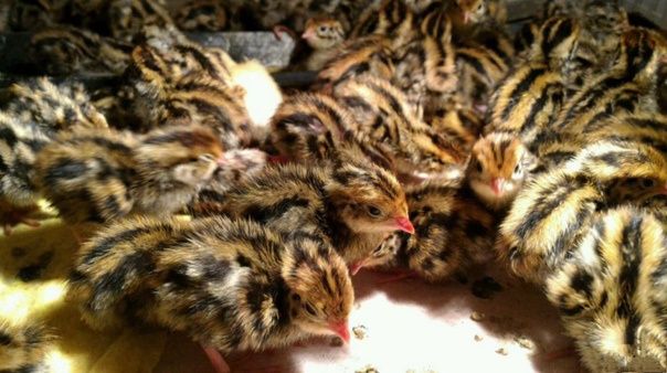 Продам перепелиные инкубаторские яйца