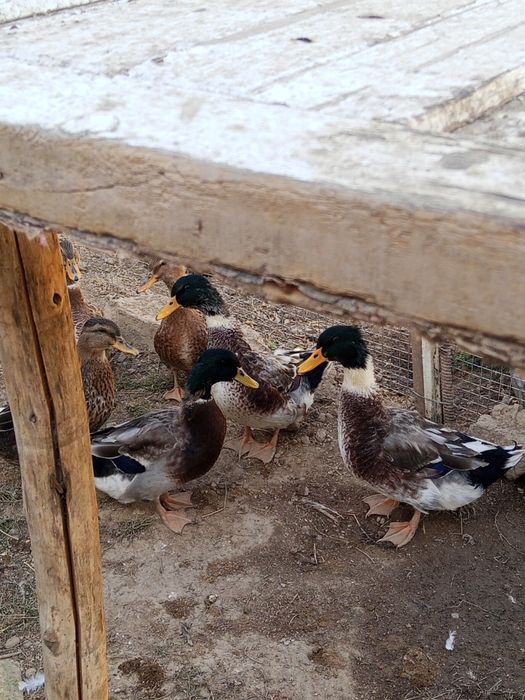 Үйректің қоразы сатылады