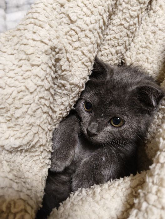 Кошечка серая 5 месяцев
