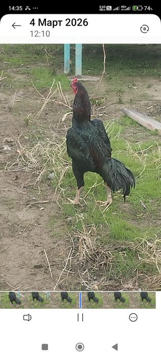 Сатлады срочна..