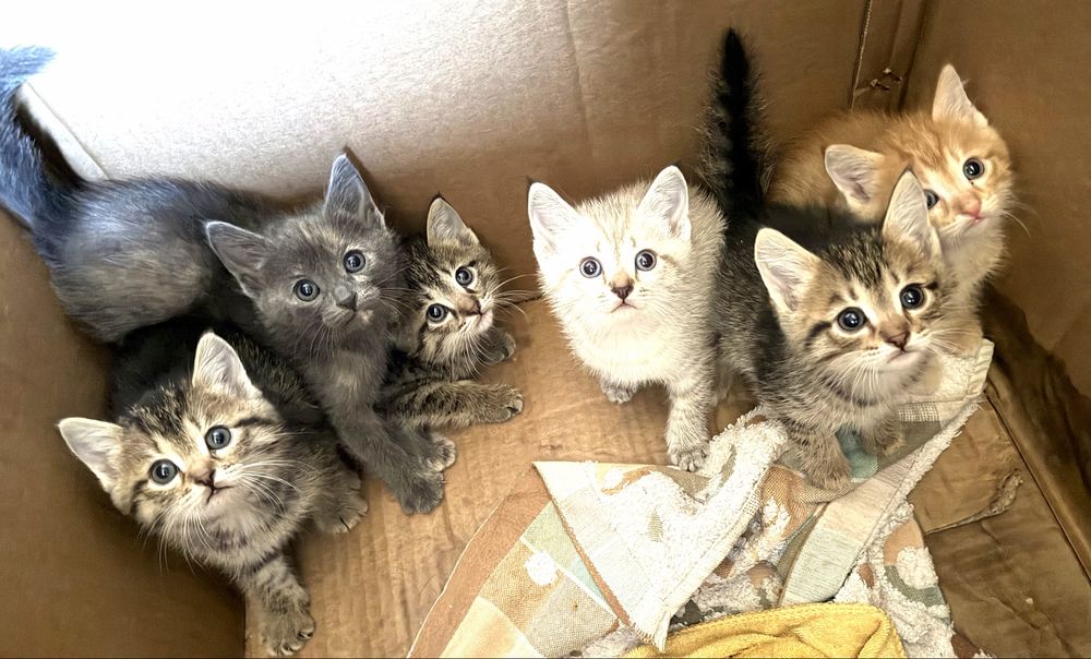 Отдам котят !В добрые руки!