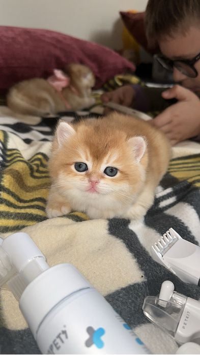 Котята Бритаские Шиншиллы