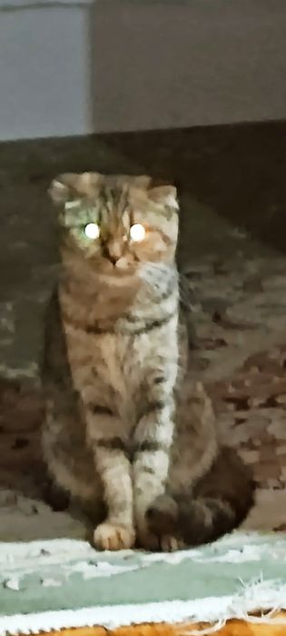 Шотландский веслоухий кошка скоттиш фолд
