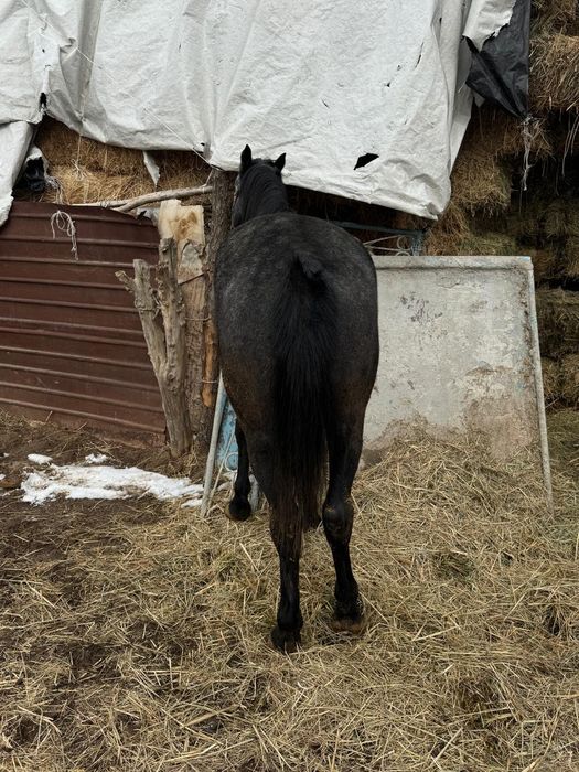 Айгыр жеребец байтал
