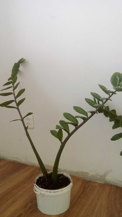 Продам денежное дерево