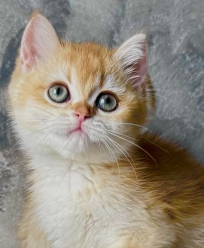 Fetita british shorthair golden chinchilla! Pedigree WCF