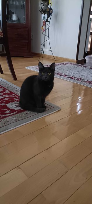 donez pisica jucausa