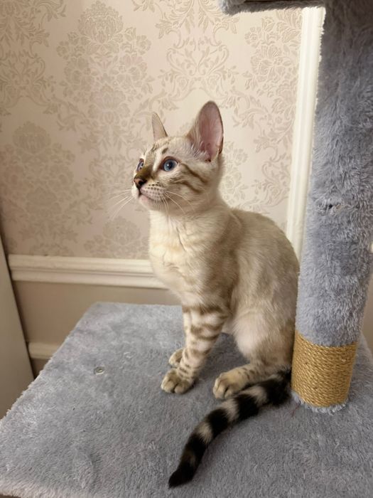 Кошка породы Бенгал